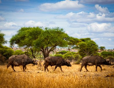 4 Days Tanzania Safari Ngorongoro & Serengeti