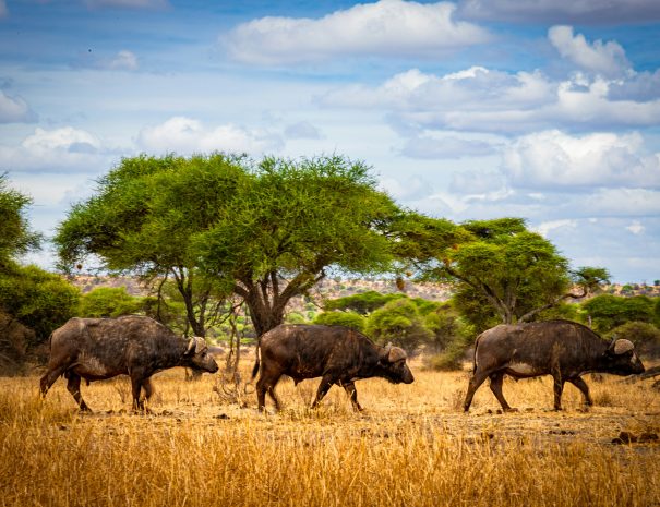 4 Days Tanzania Safari Ngorongoro & Serengeti