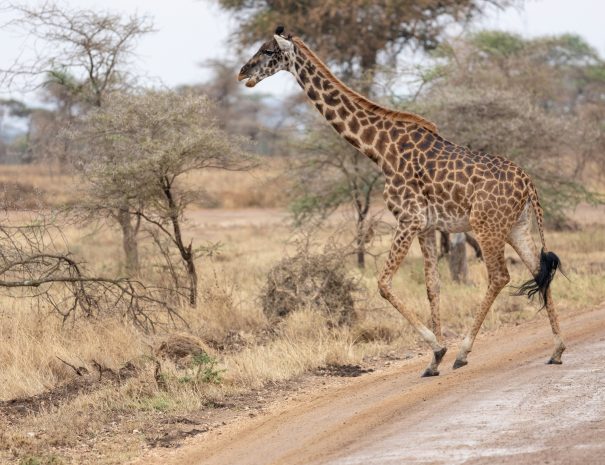kilimandzaro-epic-expedition-tanzania-safari (5)